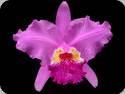 Cattleya lueddemanniana